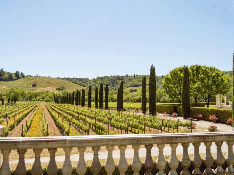 vineyard views at ferrari carano vineyards and winery in healdsburg sonoma county