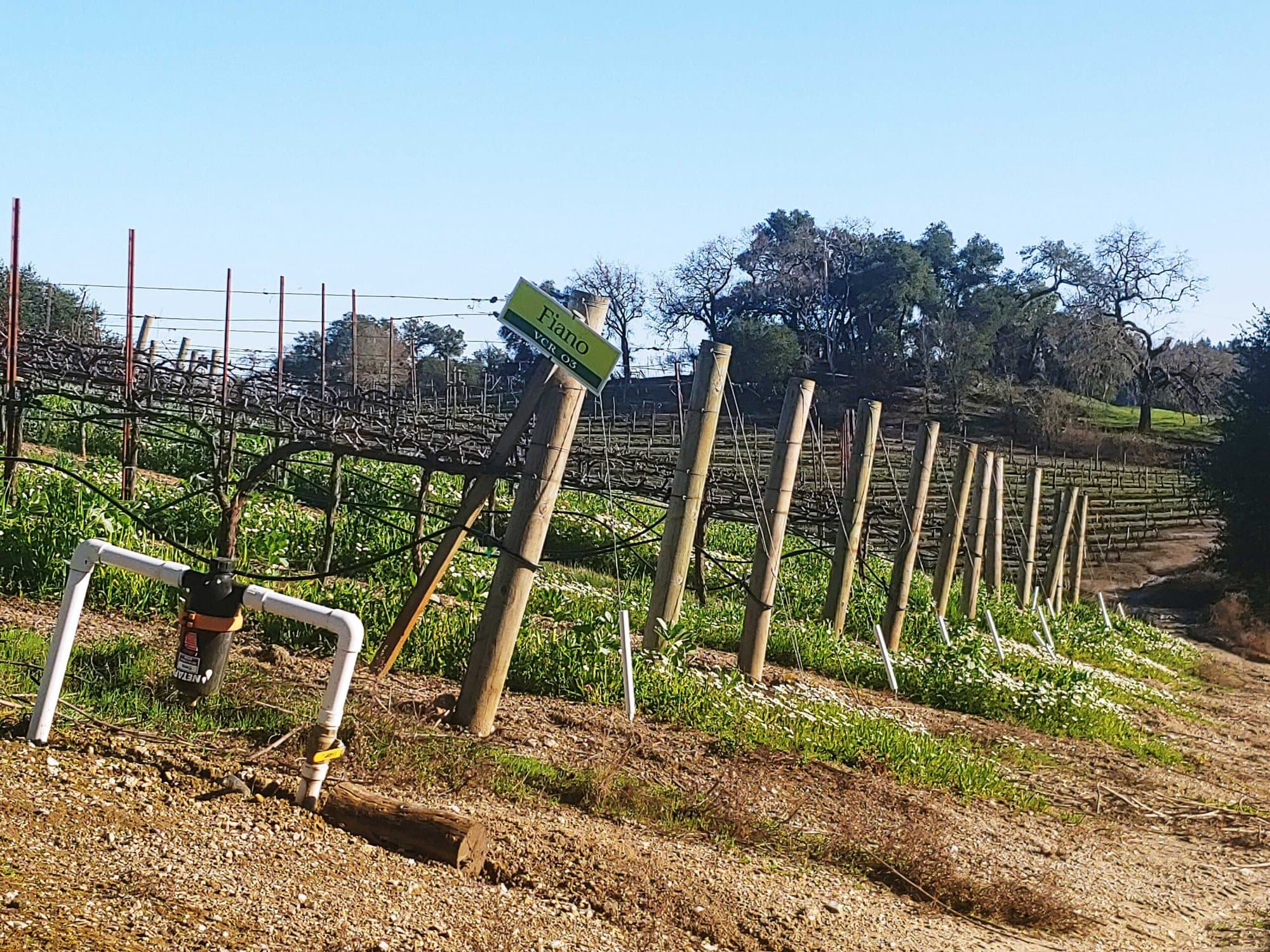Fiano Grapes