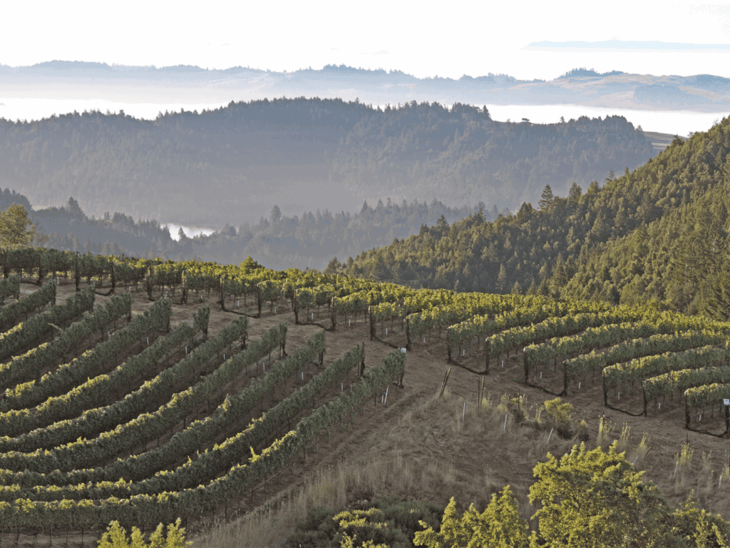 vineyard view at fort ross vineyard, winery an tasting room in sonoma county