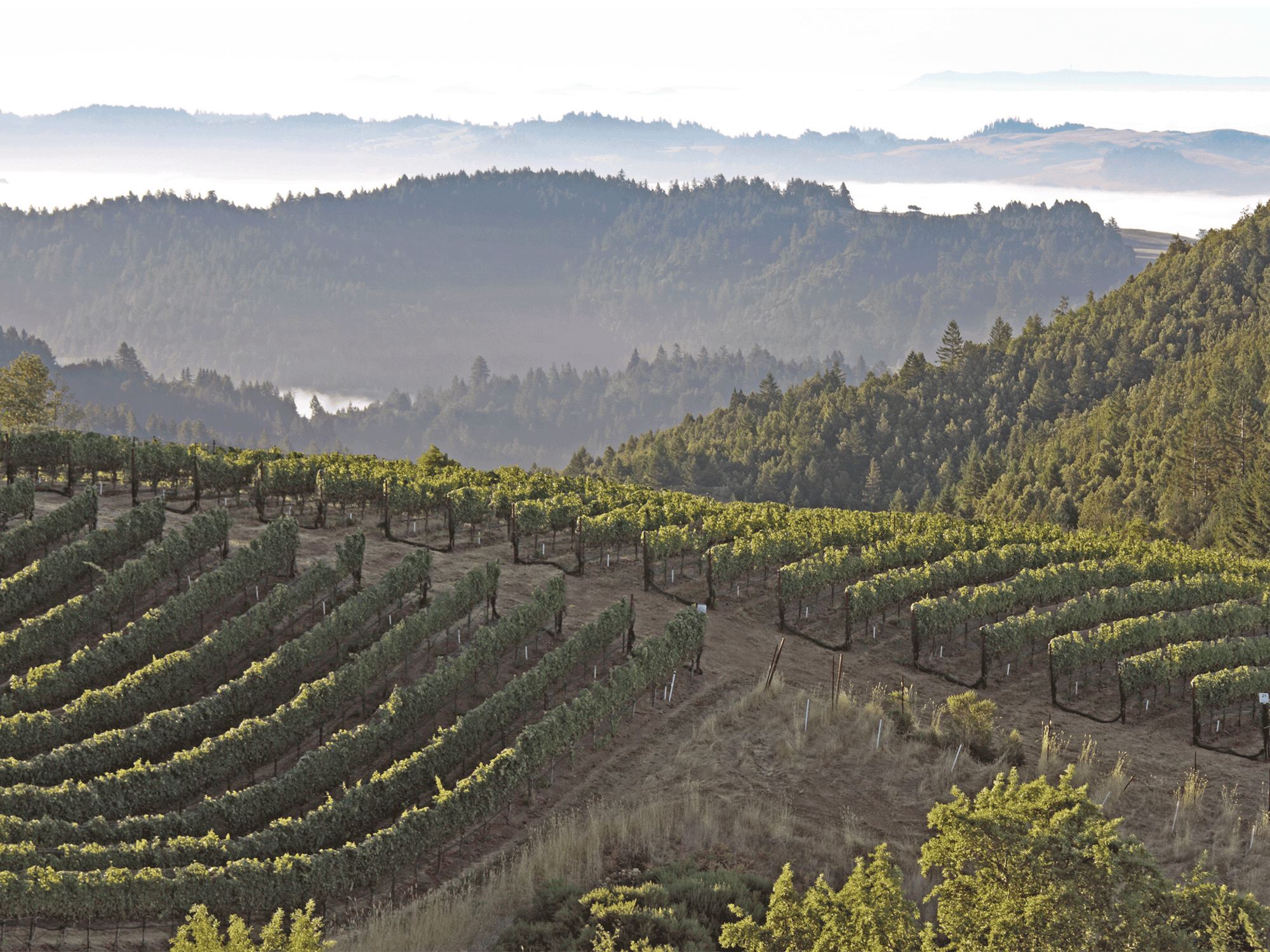Green rolling hills of vines on a foggy day