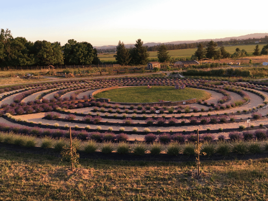 beautiful lavendar labyrinth at bees and blooms in sonoma county