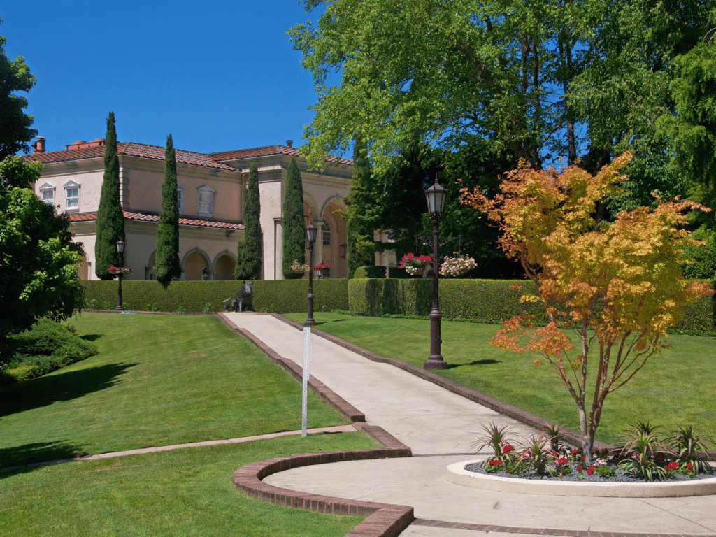 chinese maple tree outside ferrari carano vineayrds and winery in healdsburg