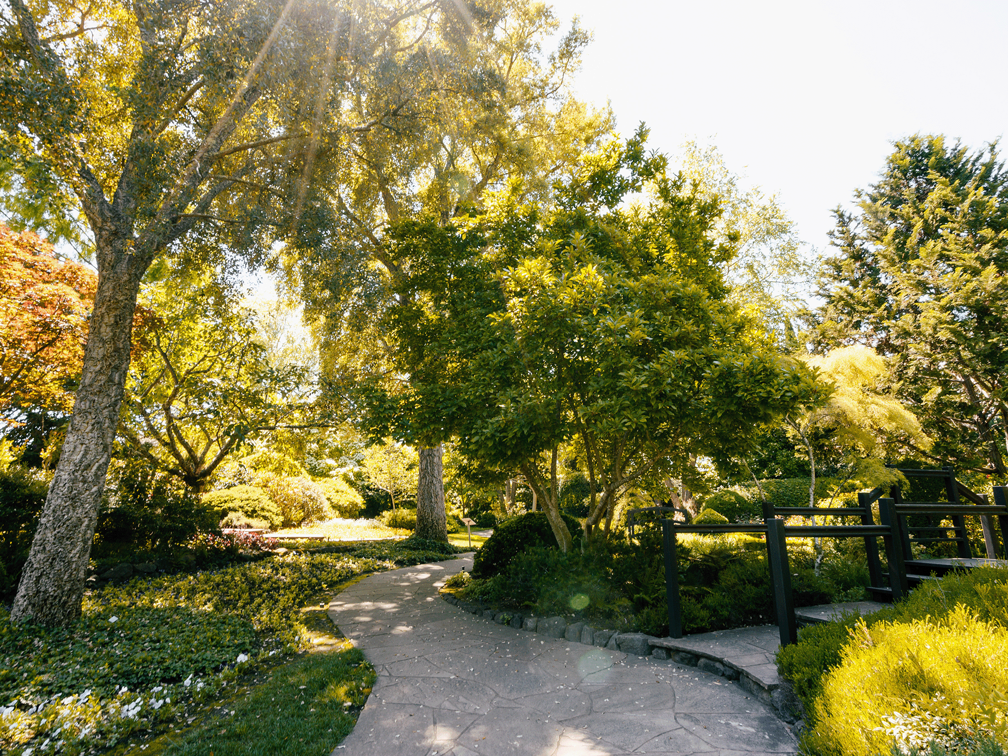Ferrari Carano's beautiful grounds include the tea garden with bridges and paths to meander.
