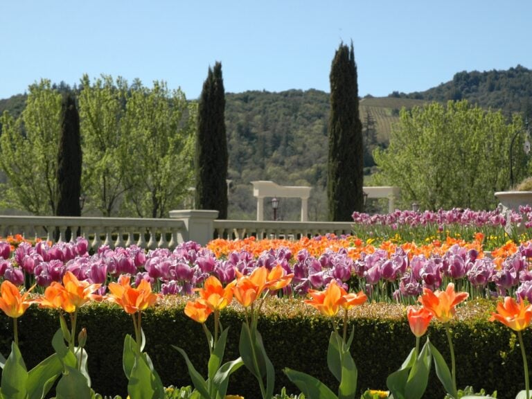 beautiful garden at ferrari carano vineryards in sonoma county
