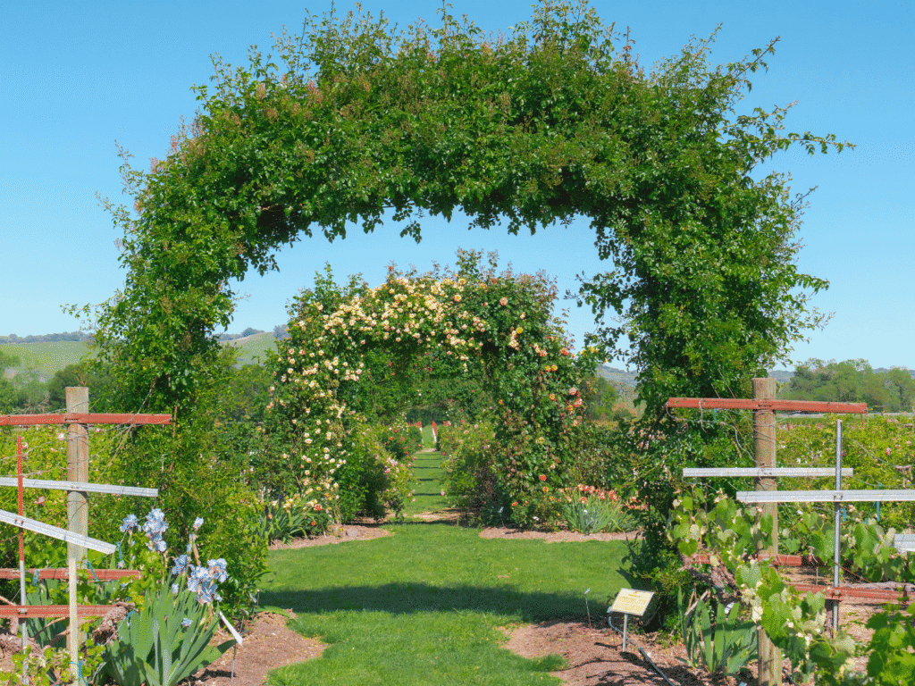 beautiful garden at hans fahden winery in santa rosa sonoma county