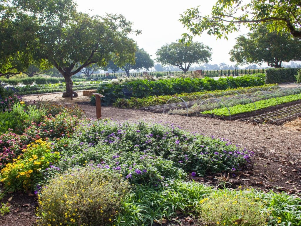 view of the garden at kendall jackson wine estate and gardens