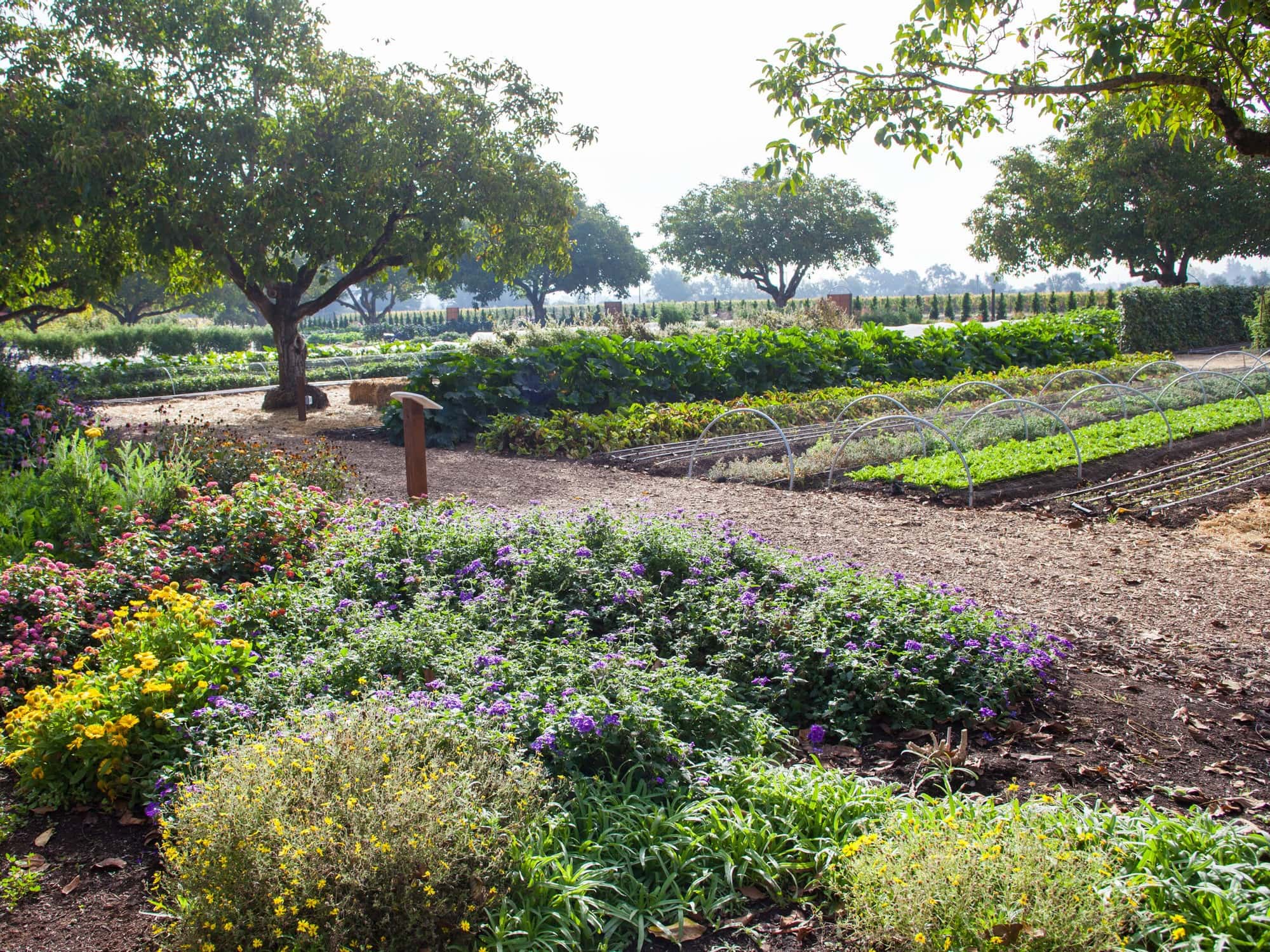 Lush gardens in the summer at the winery