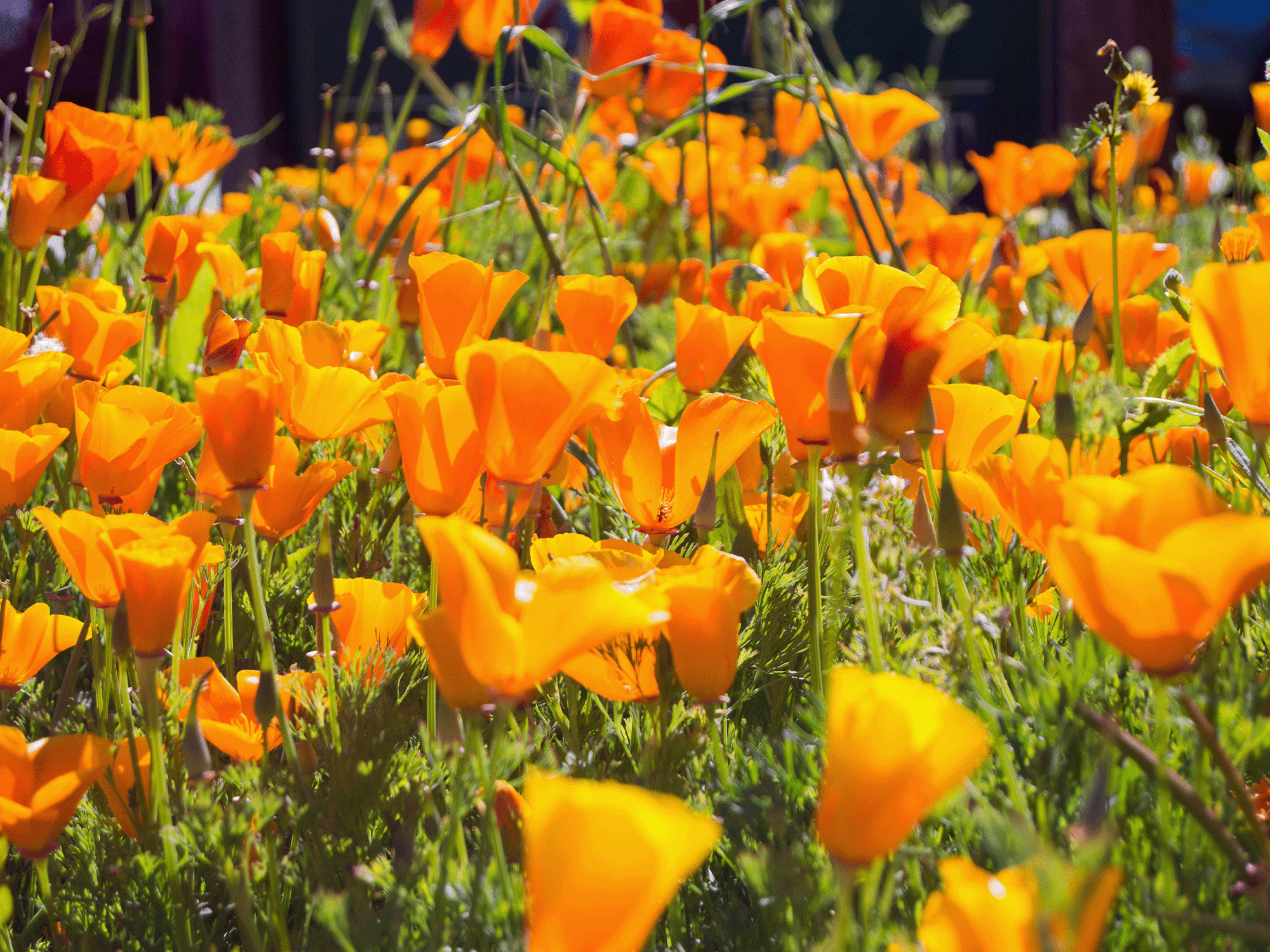 beautiful california poppies in sonoma county