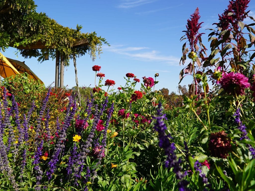 beautiful flowers in the garden at lynmar estate winery in sebastopol