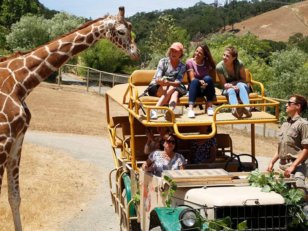 Giraffe greets visitors on an open-air jeep at Safari West grounds.