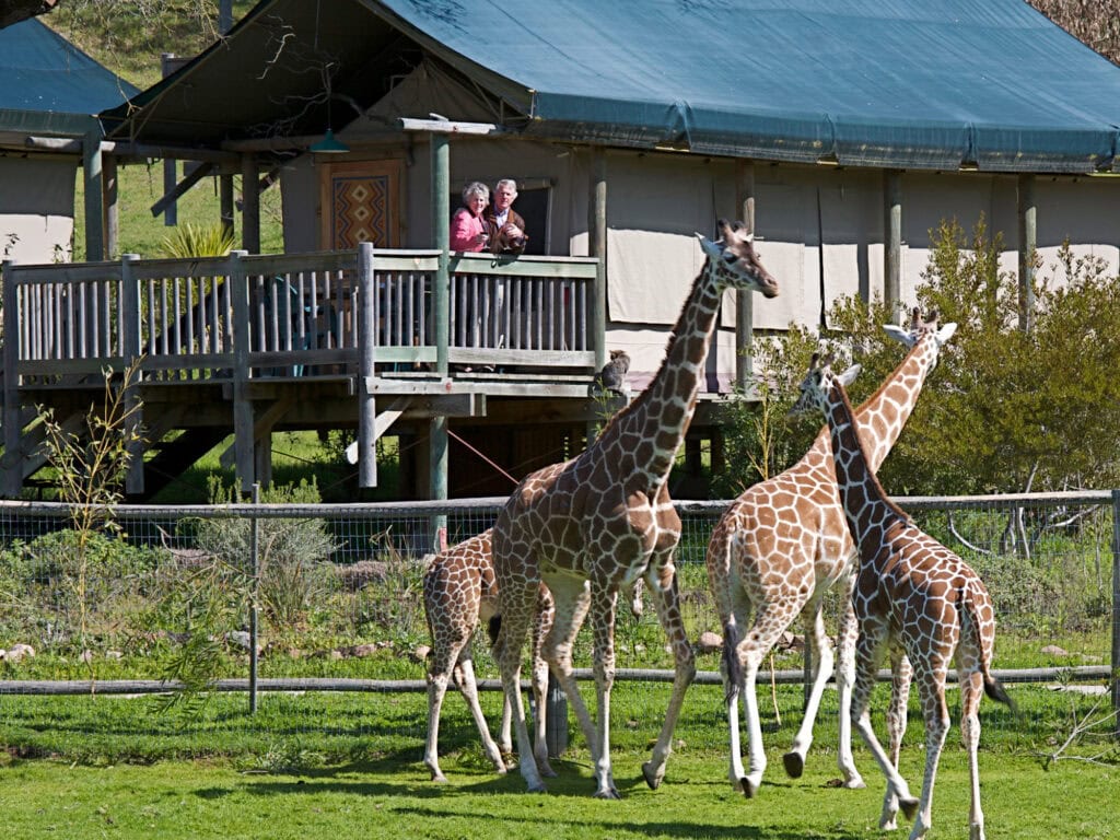 visitors looking outside their deck at the giraffe while glamping at safari west wildlife park