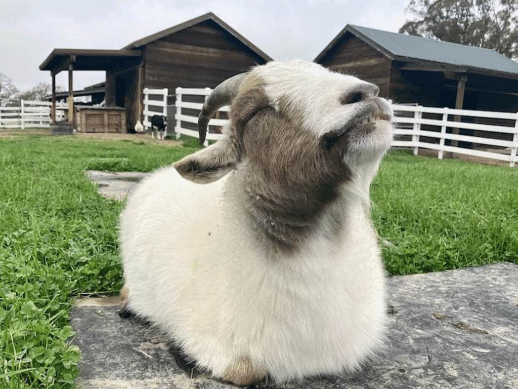 smiling goat at charlies acres farm animal sanctuary in sonoma county