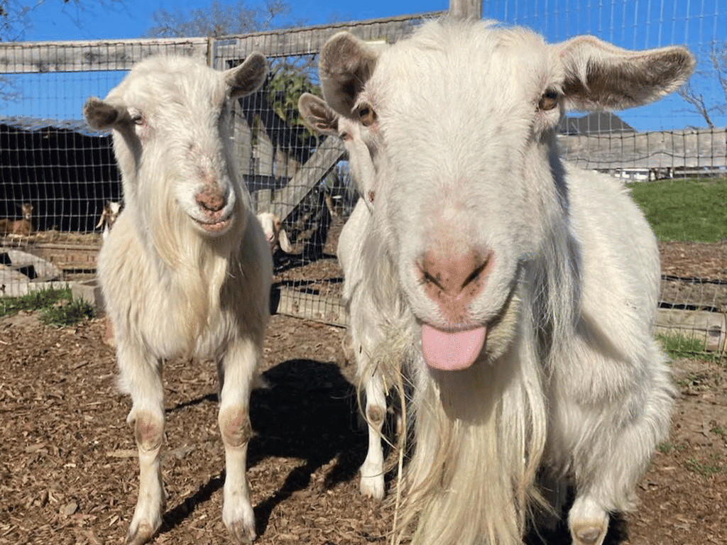 smiling goats at goatlandia a farm sanctuary in sonoma county