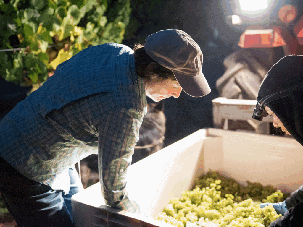 harvesting chardonnay grapes at bacigalupi vineyards in sonoma county