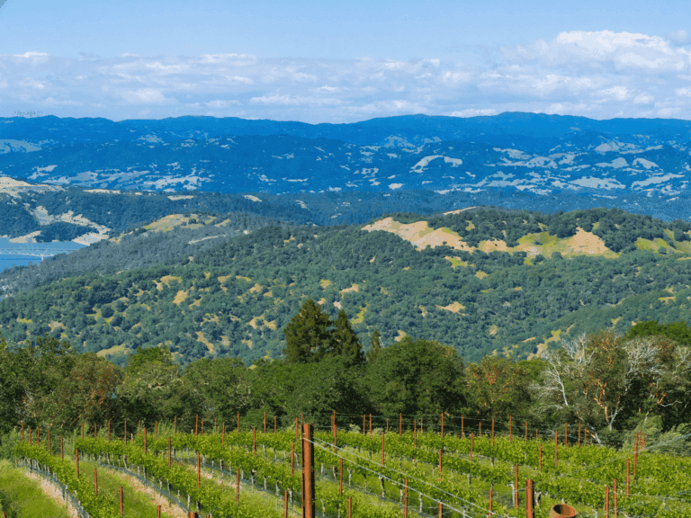 Gustafson Family Vineyard Dry Creek Valley AVA Sonoma County