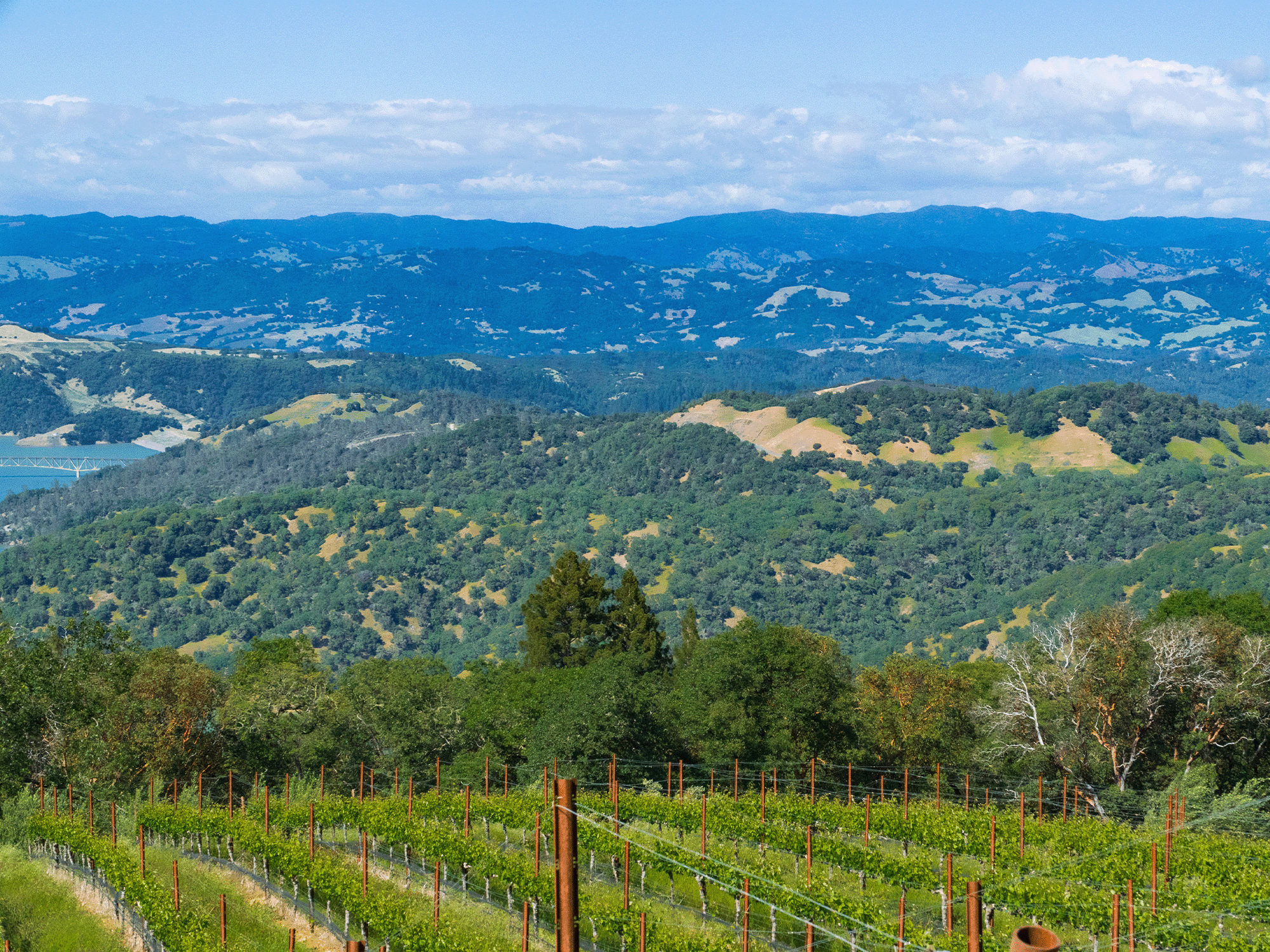 Gustafson Family Vineyard Dry Creek Valley AVA Sonoma County