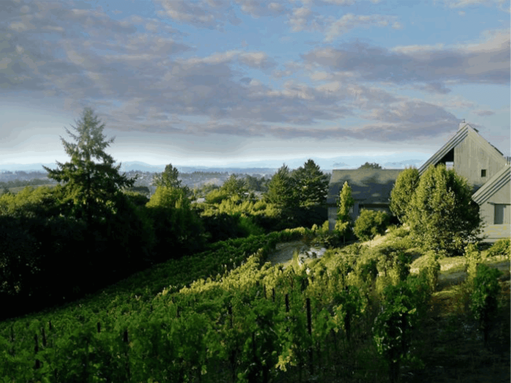 birds eye view of halleck vineyards in sebastopol