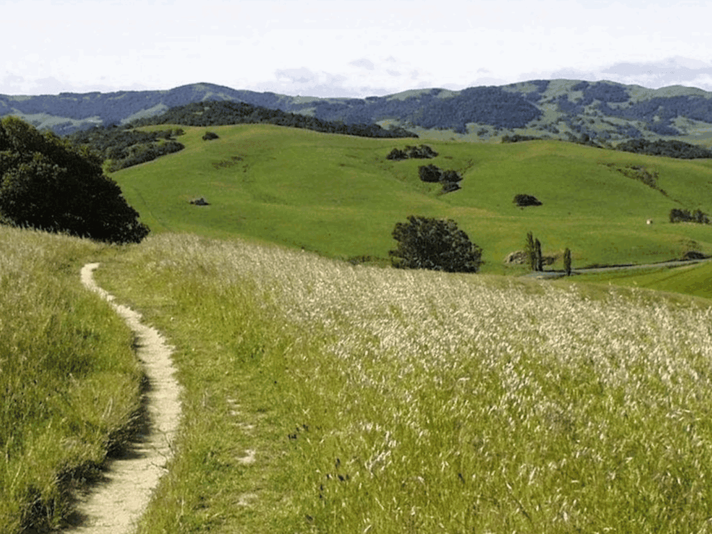 wildflowers along the trail at helen putnam regional park in petaluma california