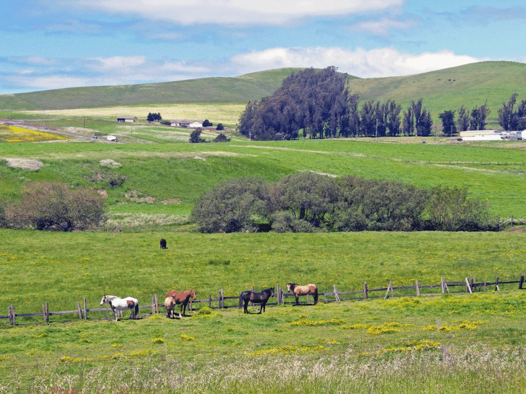 horses in a pasture in valley ford sonoma county