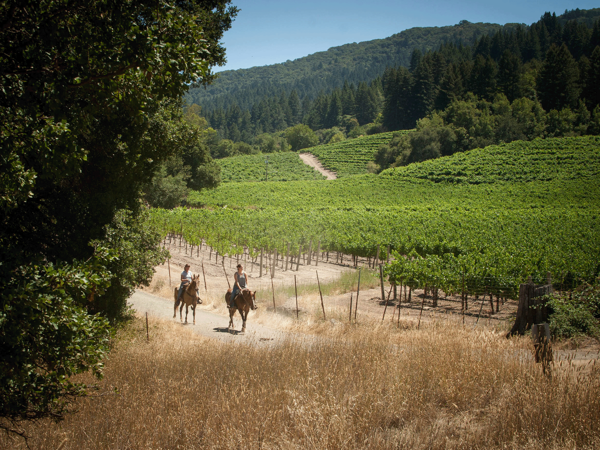 2 people horseback riding along with vineyards at jack london state historic park in glen ellen