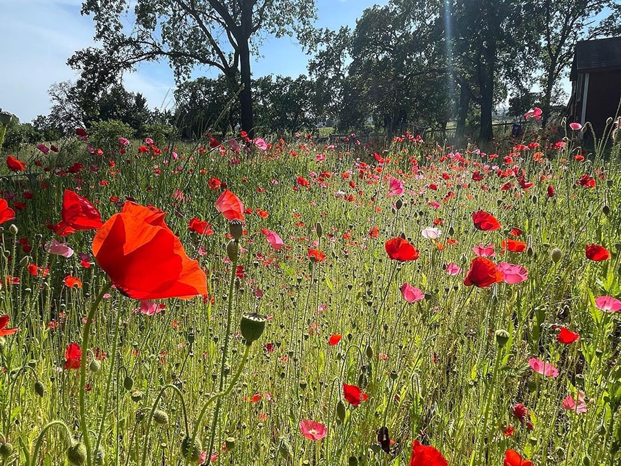 Sonoma County wildflowers