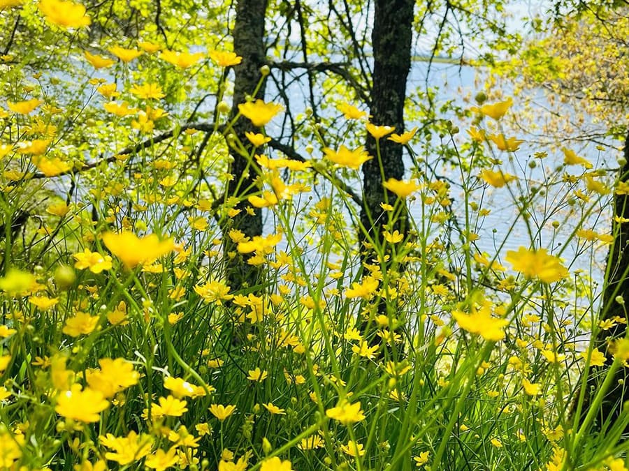 Sonoma County wildflowers