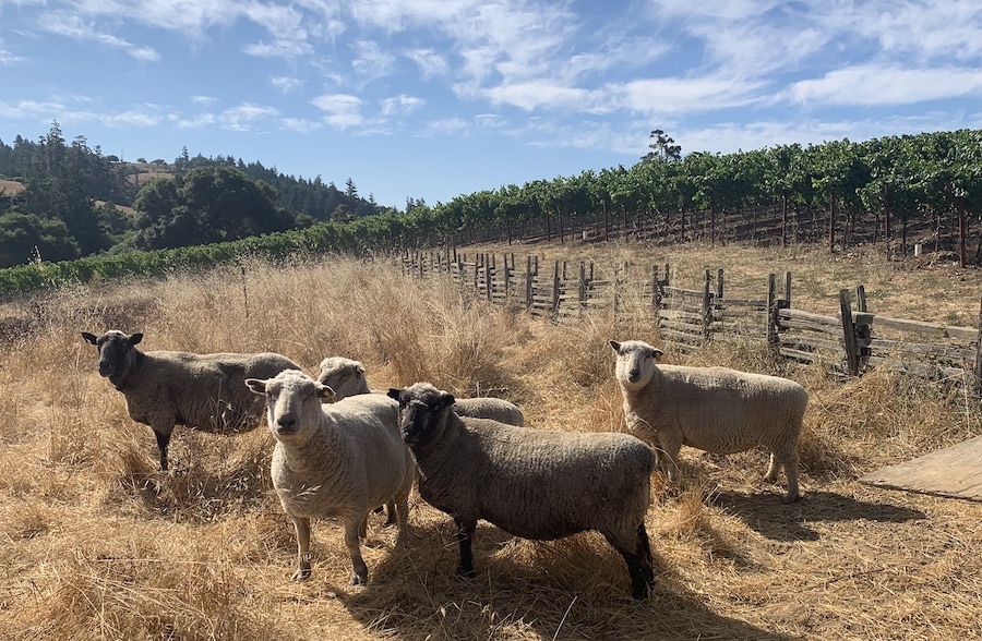 Some ecologically managed farms in Sonoma County don't seek certification, and that's not a ba(aa)d thing
