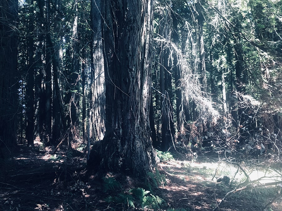 Grove of Old Trees