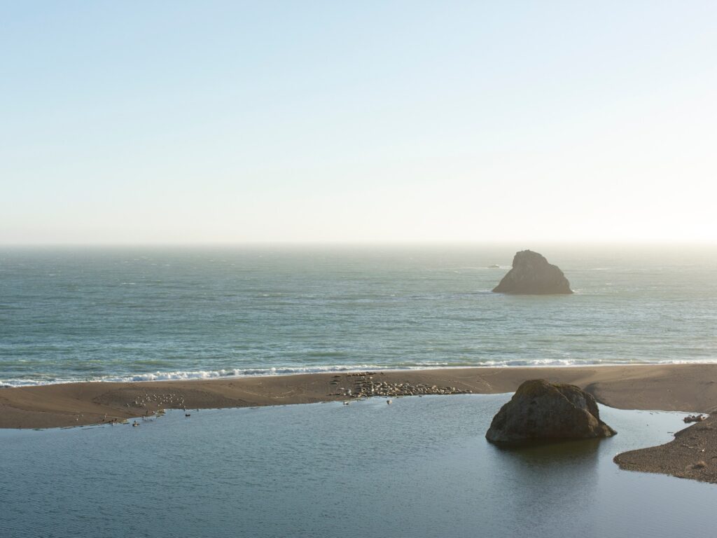 seals at the coast line in jenner sonoma county