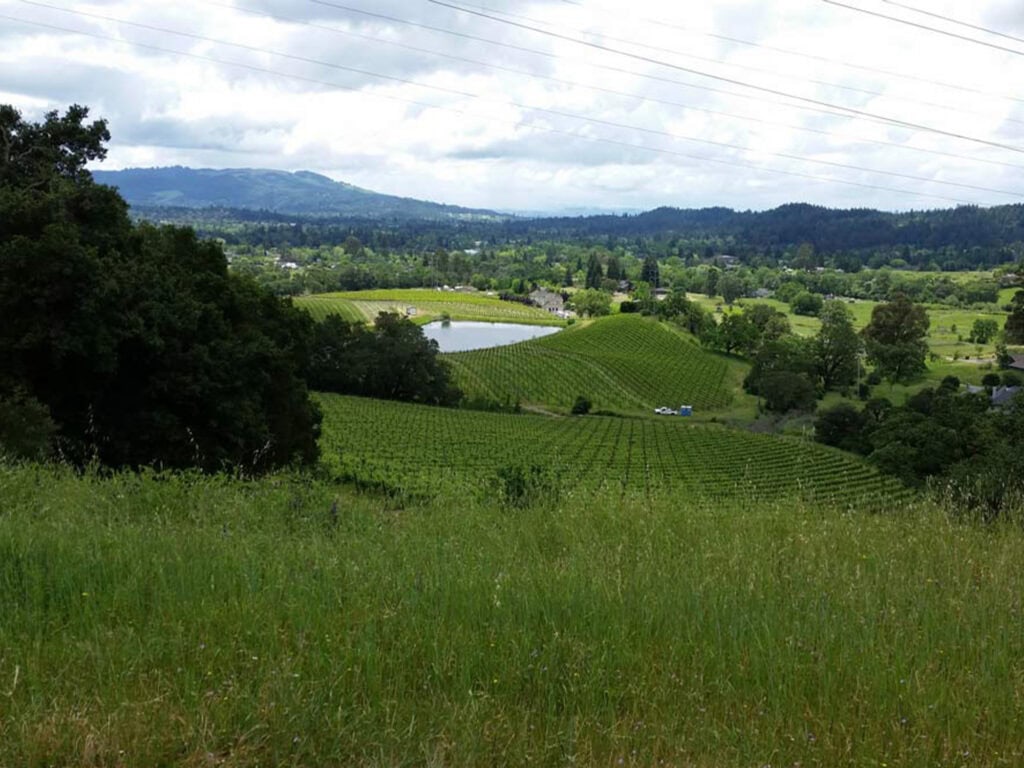 beautiful vineyard view at kick ranch vineyard in sonoma county