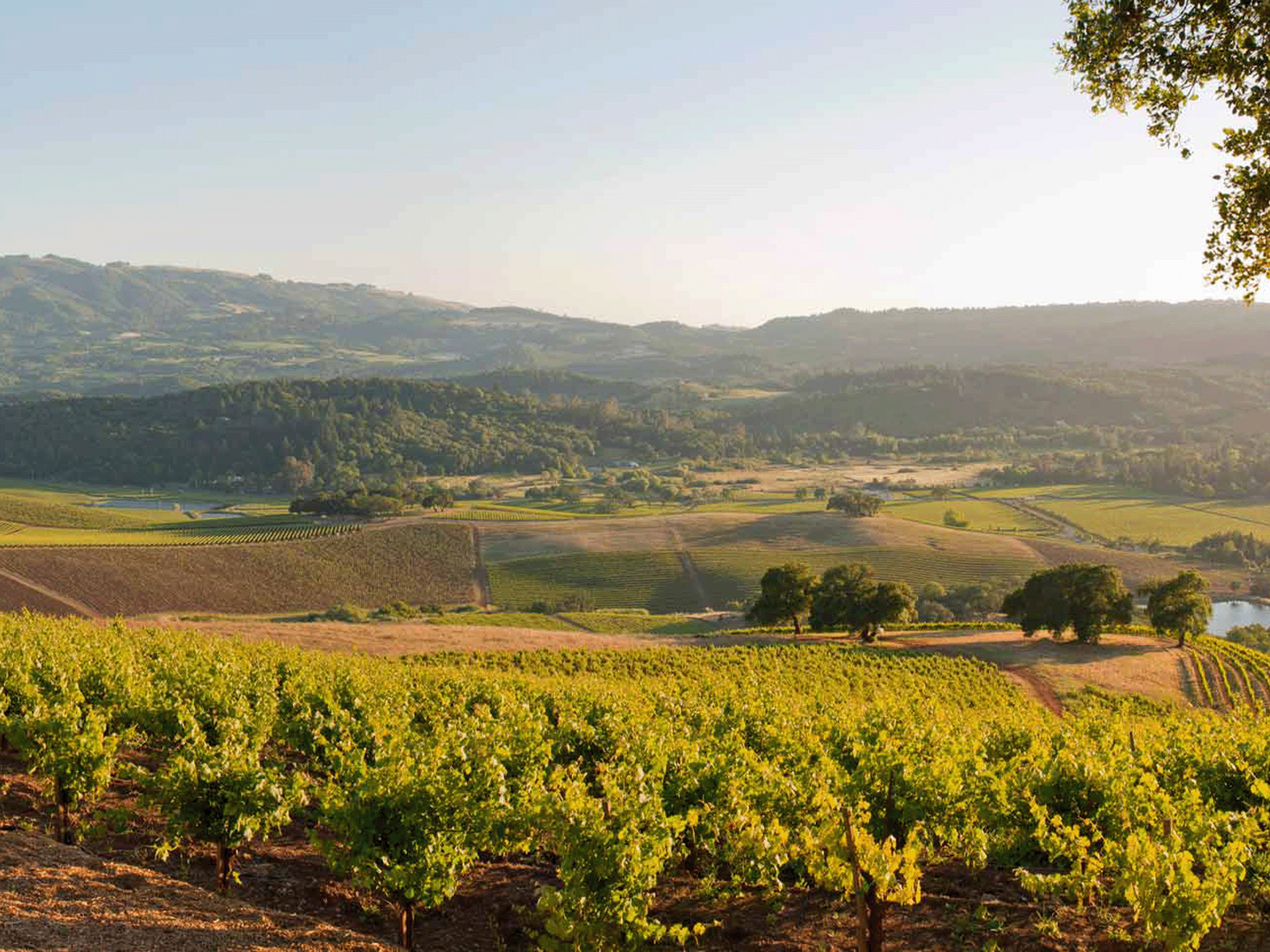 vineyard view at kunde tasting room in kenwood sonoma county