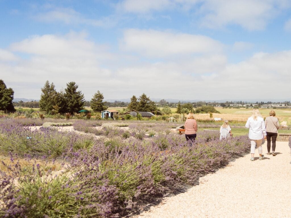 lavender garden at bees n bloom in santa rosa
