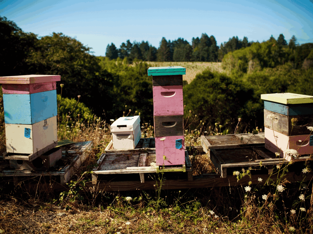 beehives at littorai wines in sebastopol sonoma county