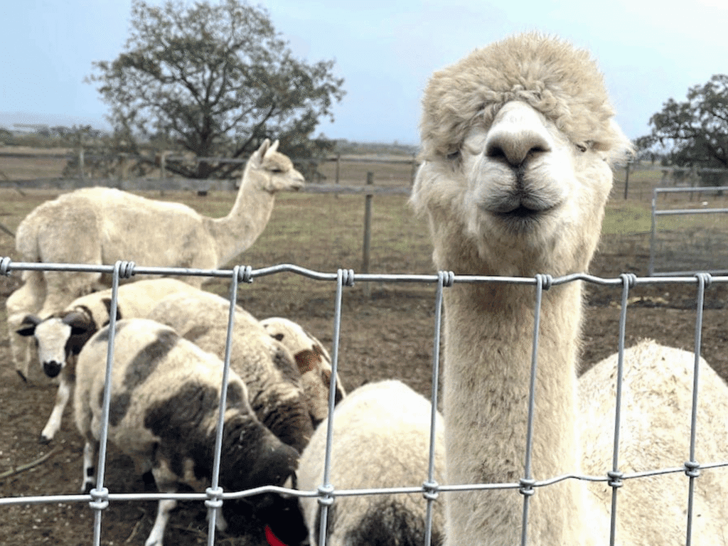 llamas and sheep at a farm during the sonoma county farm trails