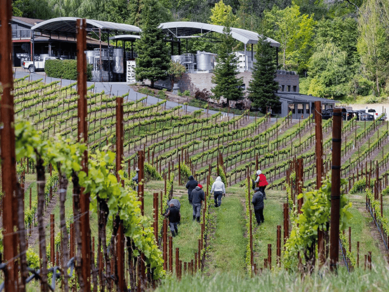 vineyard workers in the vineyards of lynmar estate in sonoma county