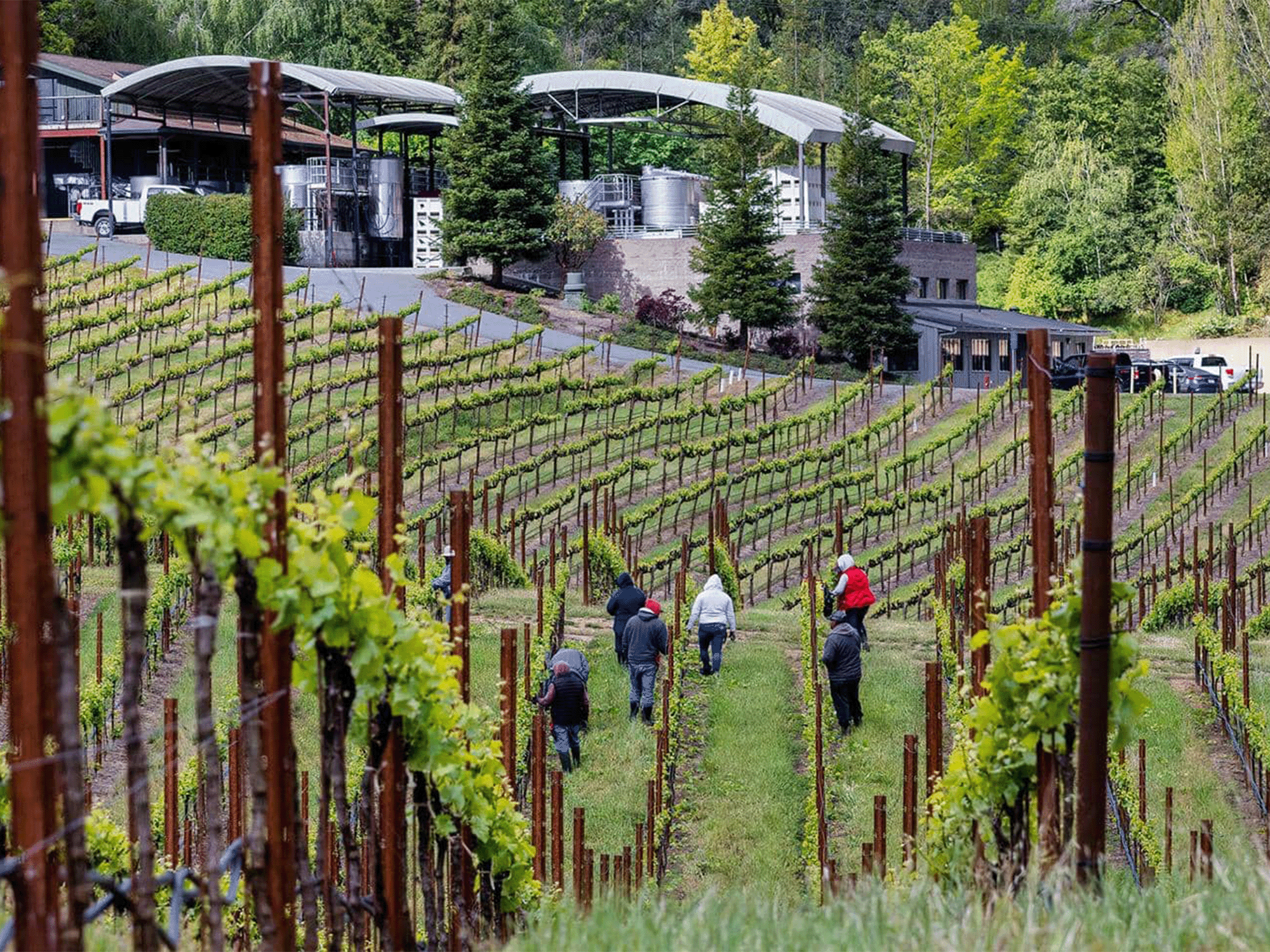 vineyard workers in the vineyards of lynmar estate in sonoma county