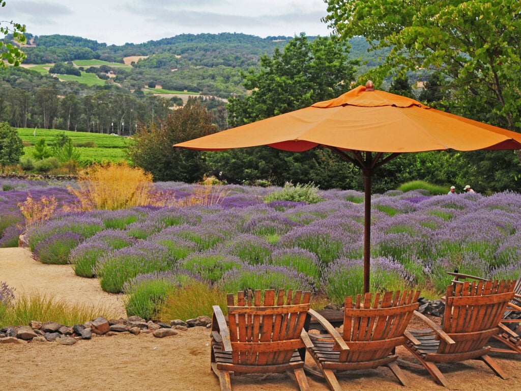 lavendar field at matanzas creek winery in santa rosa ca