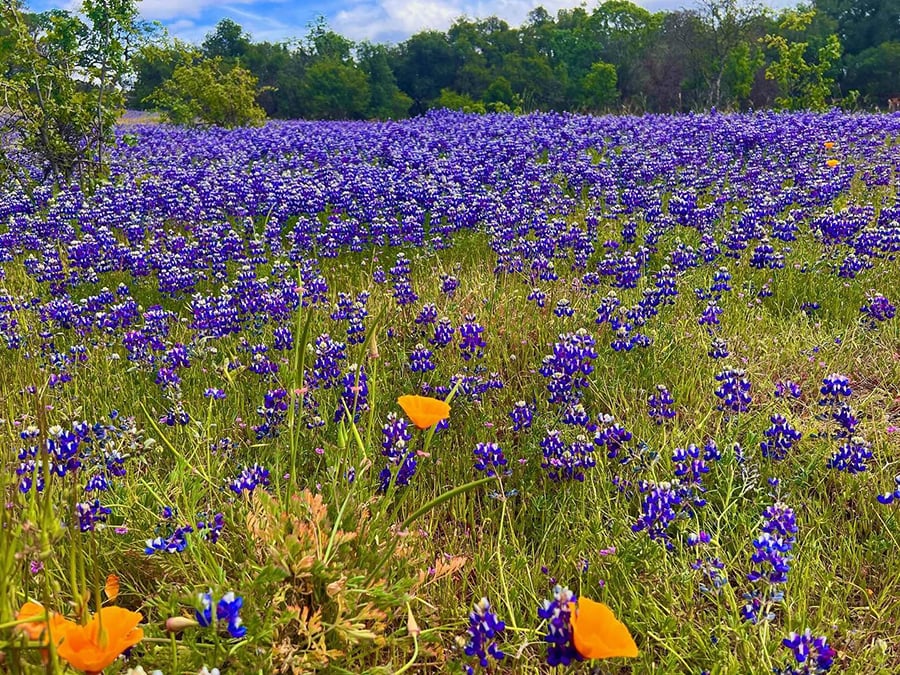 Foothill Regional Park