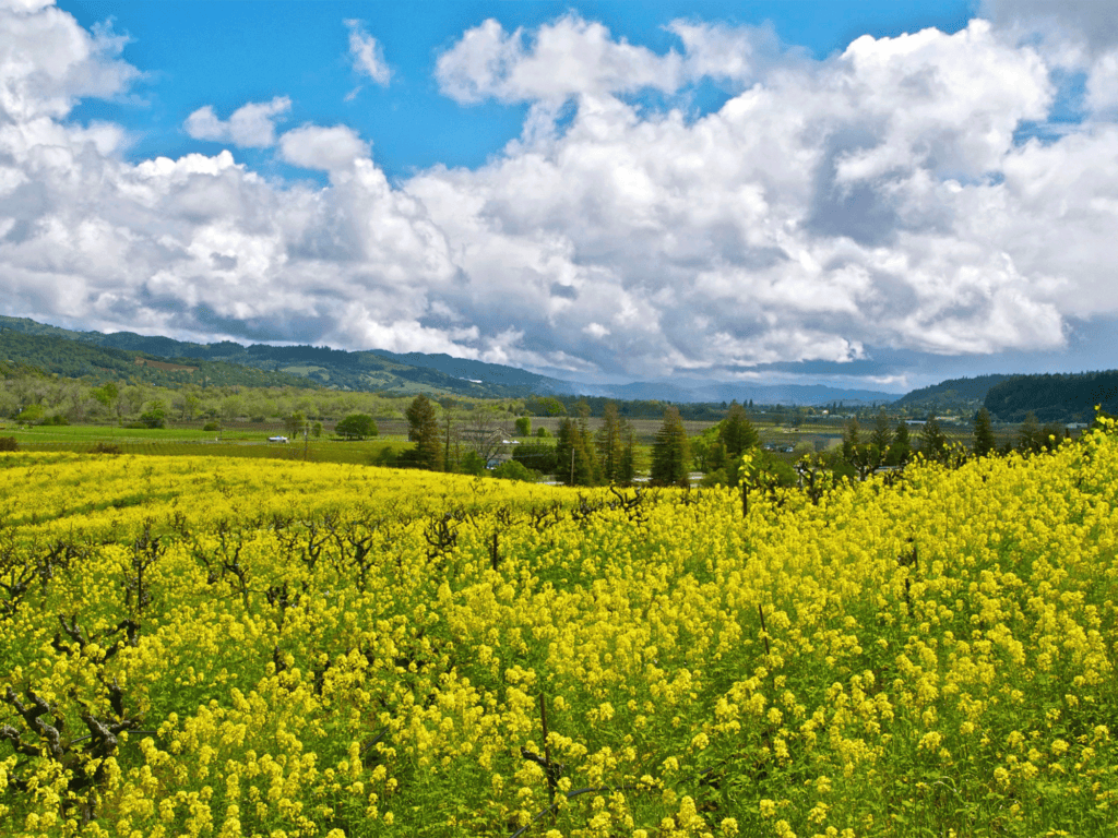 beautiful mustard flower in the vineyard of sonoma county