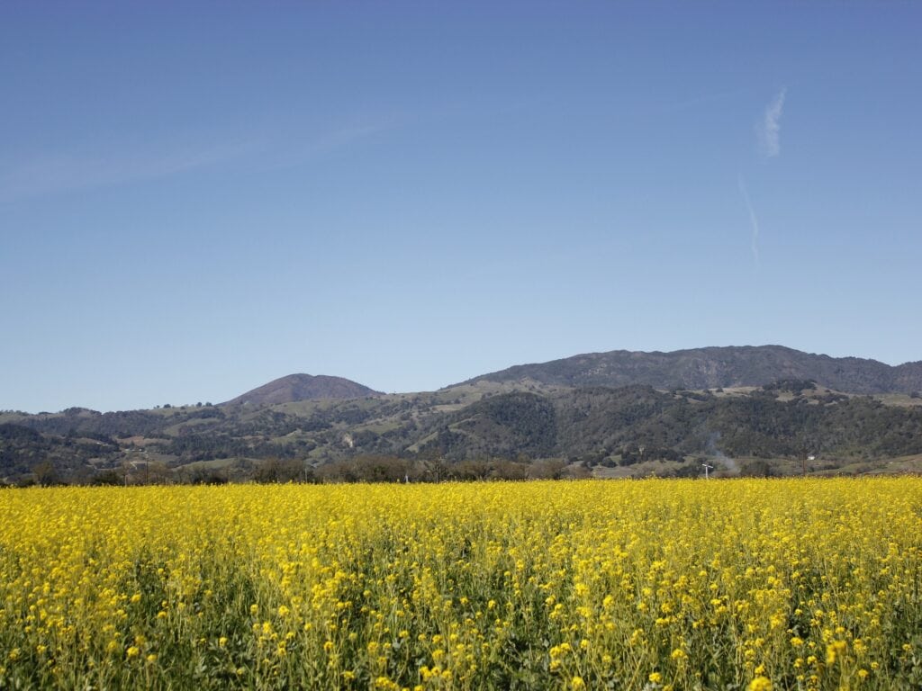 mustard fields in alexander valley sonoma county ava