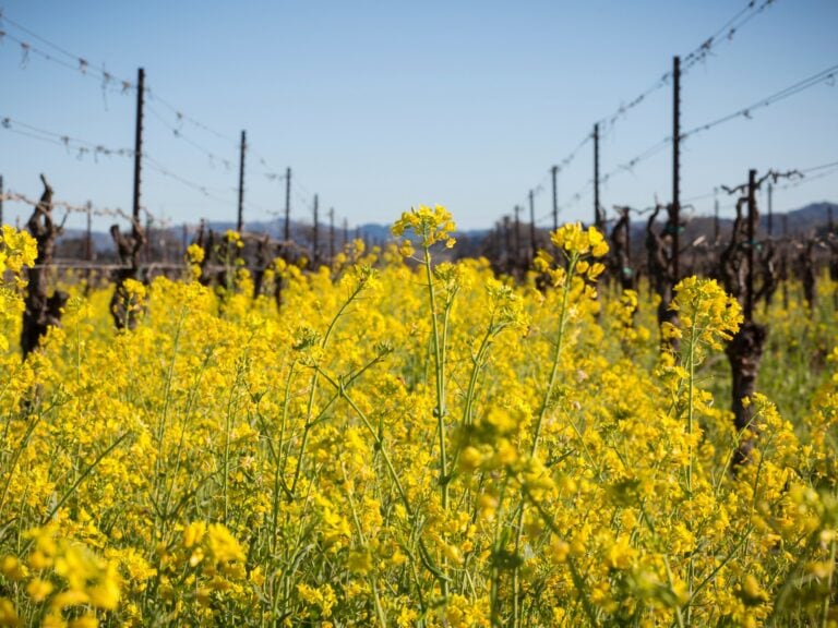 mustards flowers in the vineyard of sonoma county