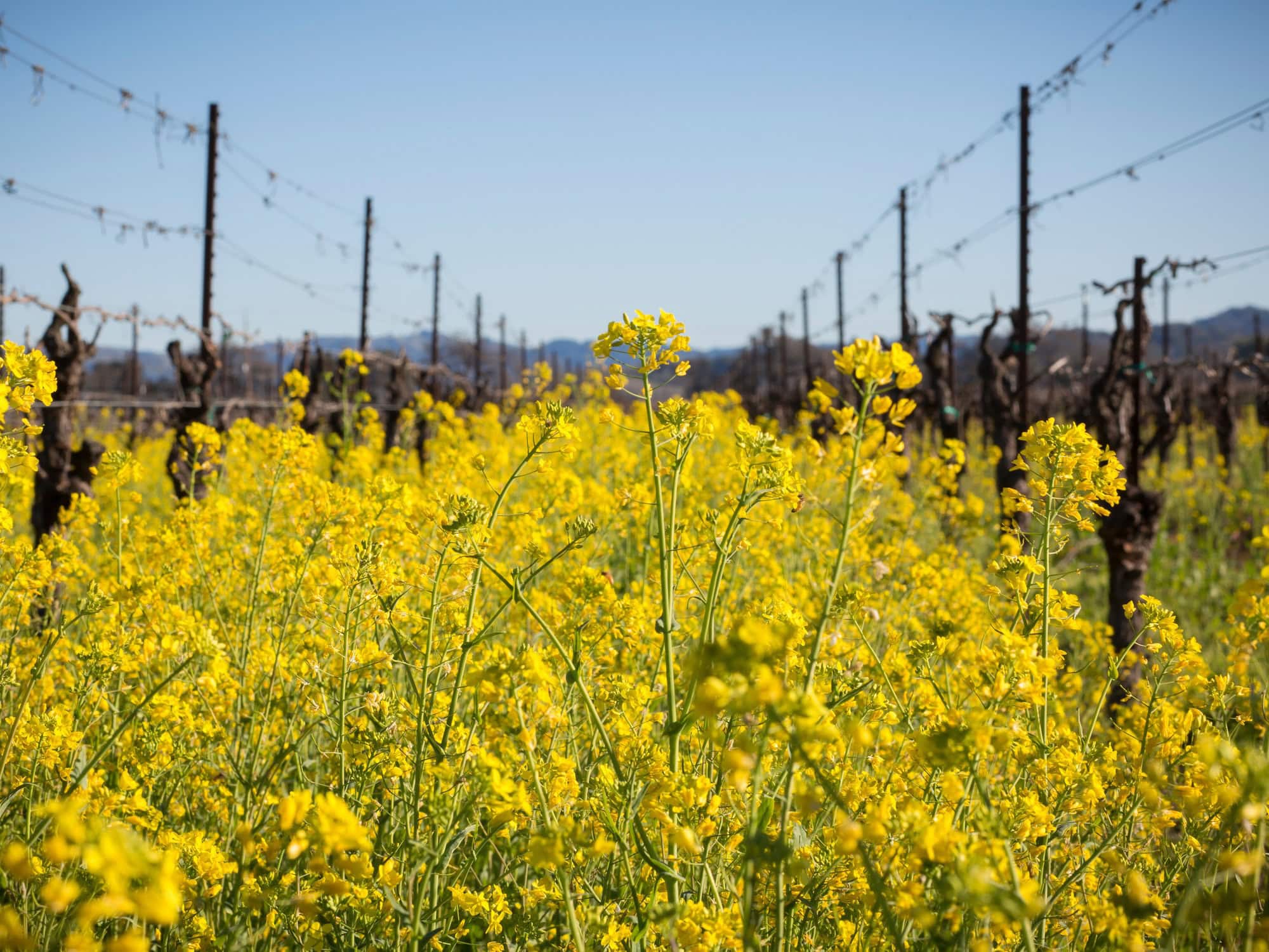 mustards flowers in the vineyard of sonoma county