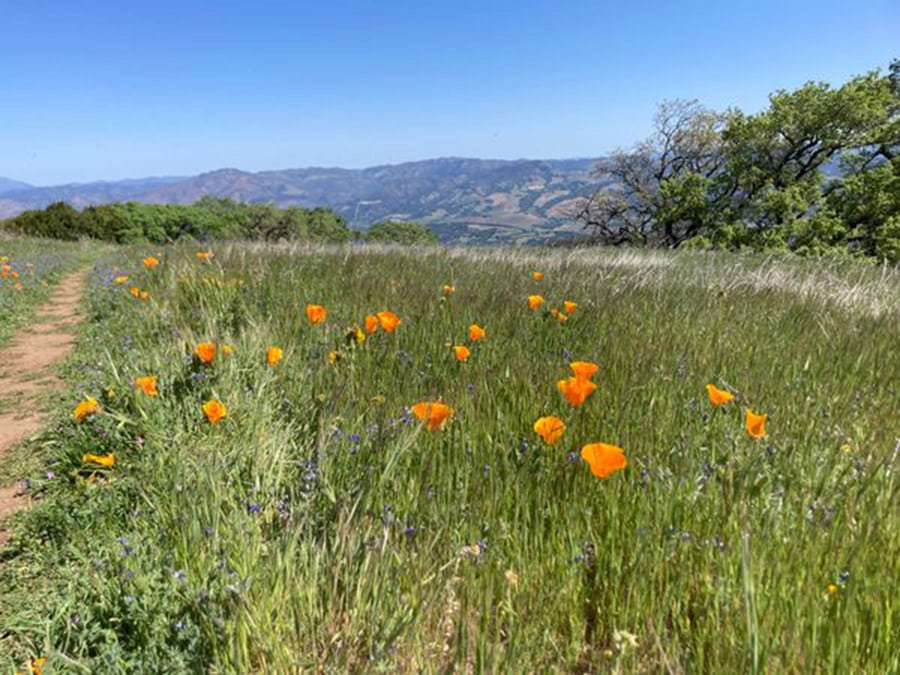 A historical look at Sonoma County women's organizations, 1900 and