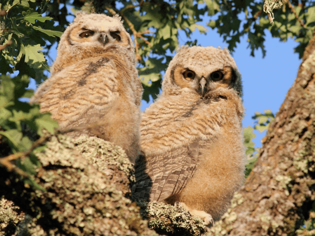 Owls in Spring Lake Regional Park, Sonoma County