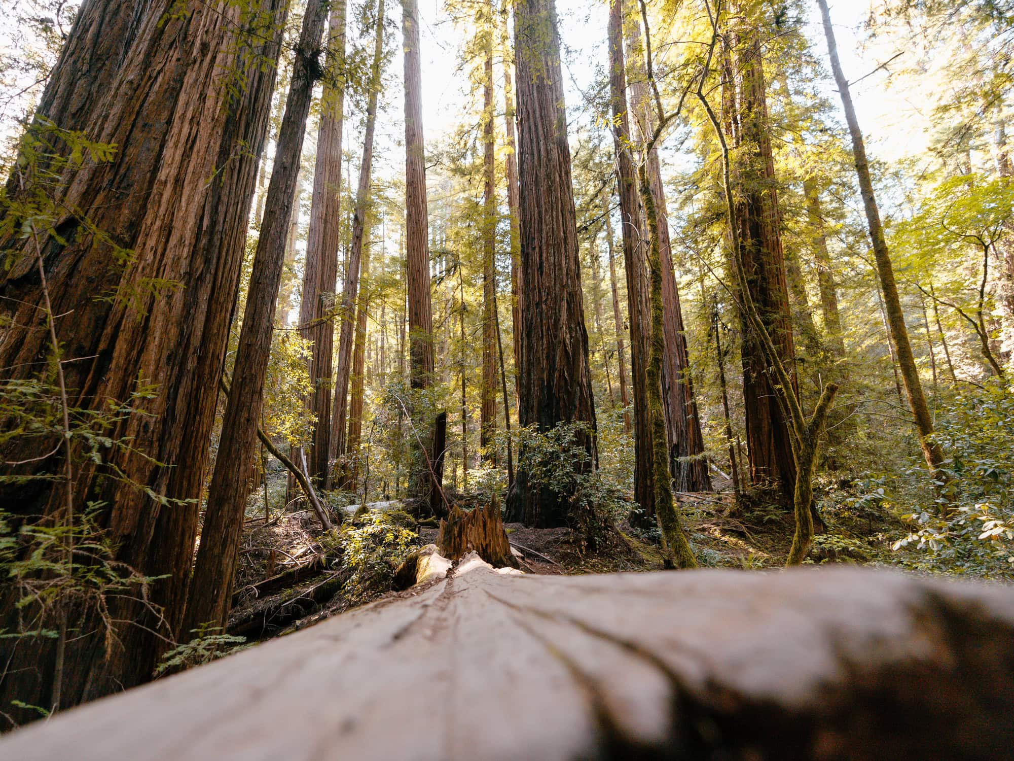 Redwoods grow in the forest