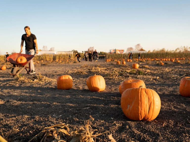 picking pumpkins at the petaluma pumpkin patch