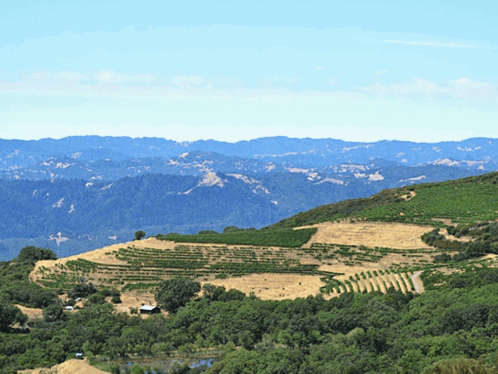view of vineyards from pine mountain in sonoma county
