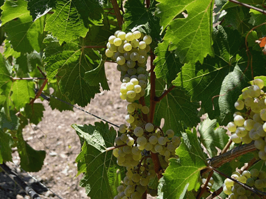 riesling grapes growing in sonoma county