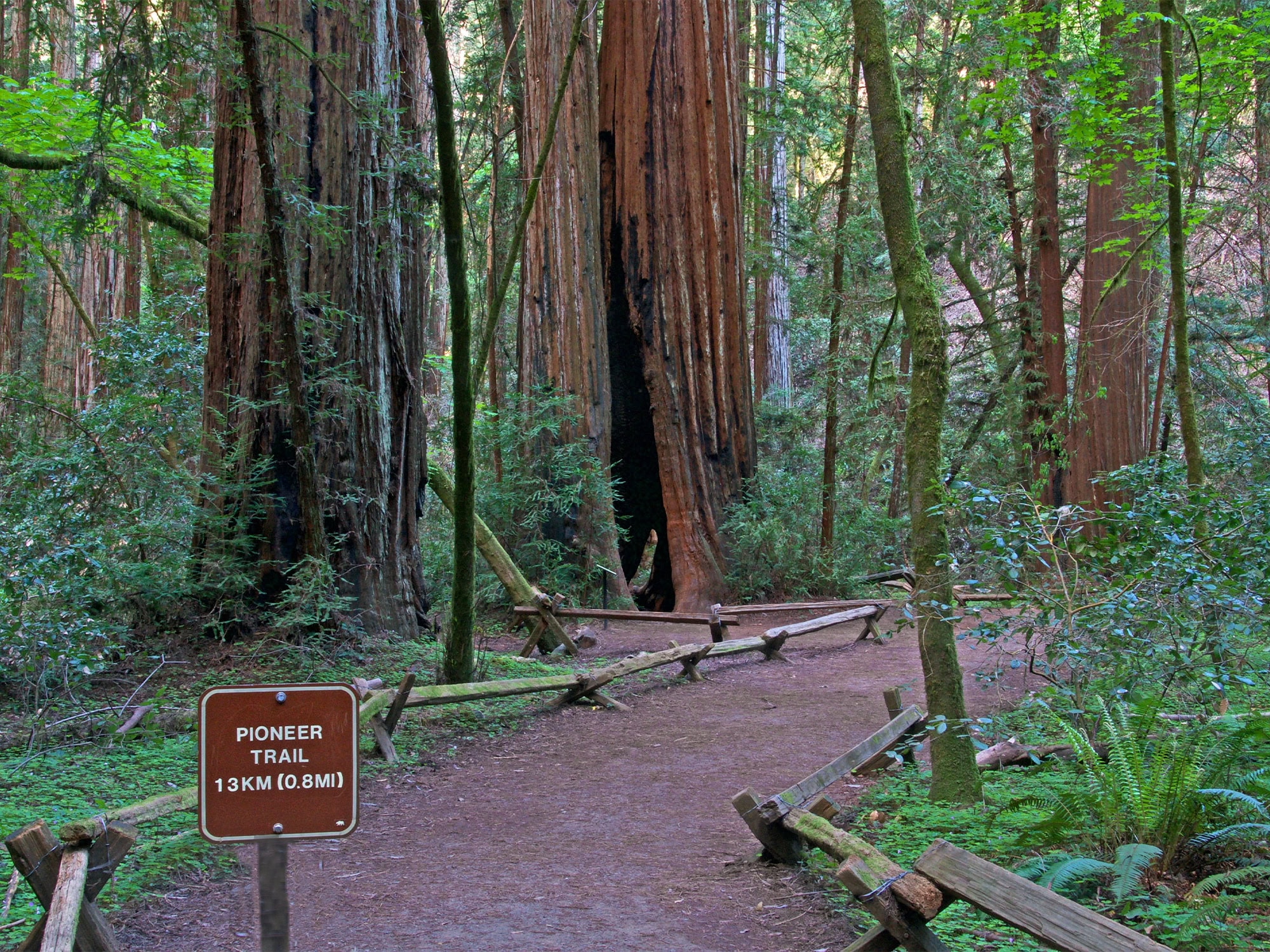 pioneer trail at armstrong redwood state natural reserve sonoma county