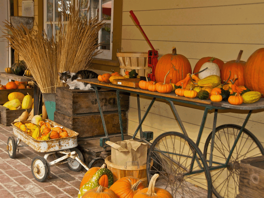 fall decorations at preston farm and winery in dry creek ava sonoma county